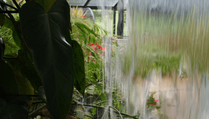 jardins de chuva