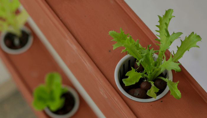 hydroponic gardening
