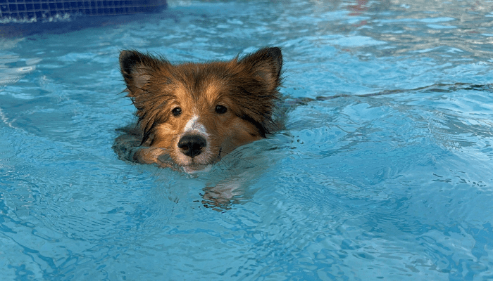swimming pool supplies so your dog can swim in it