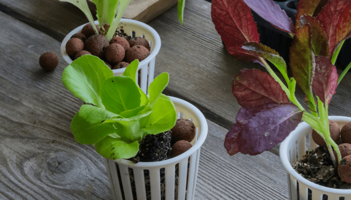 Jardinagem Hidropónica