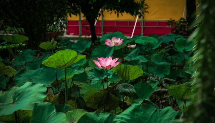 Jardim de Meditação
