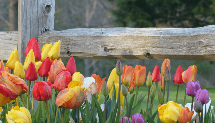 landscape design