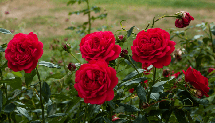 roses in a raised garden