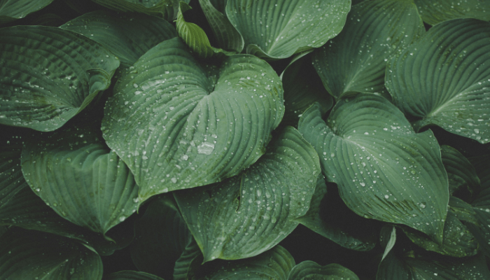 jardins de chuva