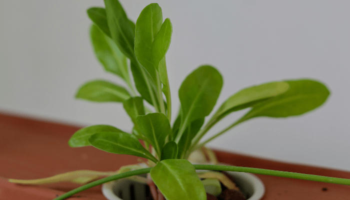 hydroponic gardening
