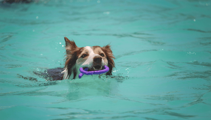 Segurança na Piscina para Cães