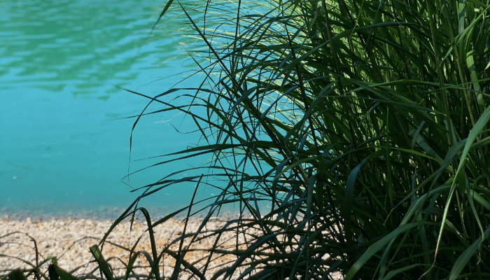 organic pools