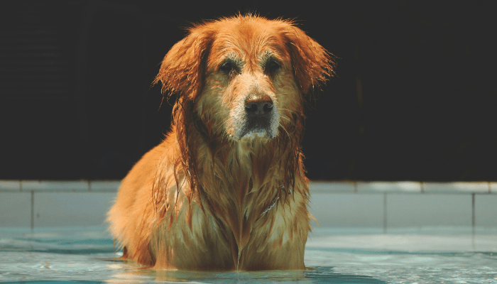 pool safety for dogs