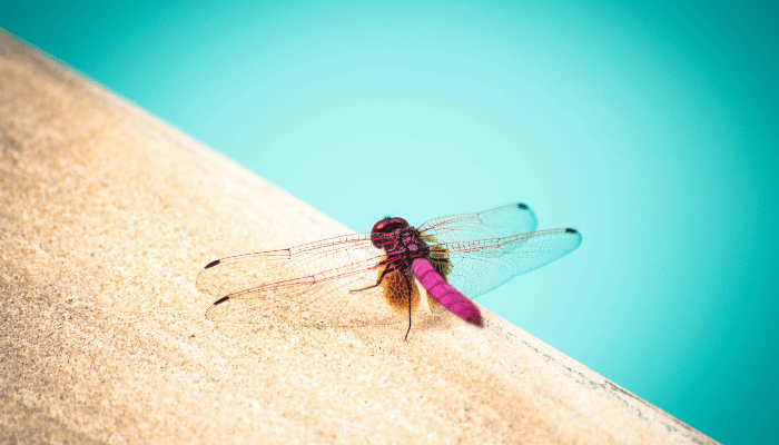 swimming pool insects