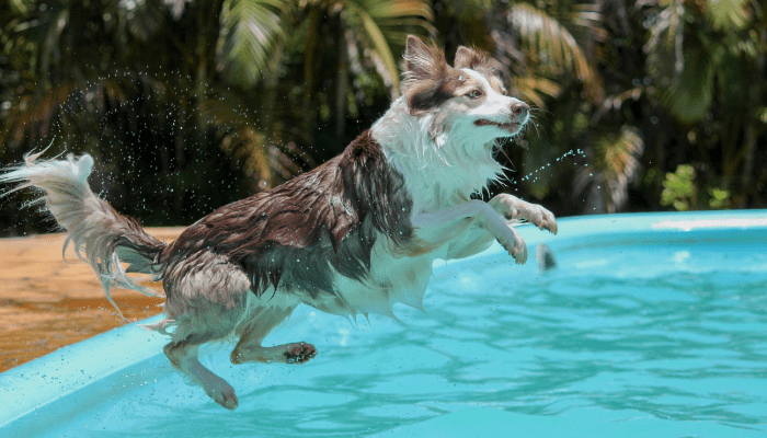 pool safety for dogs
