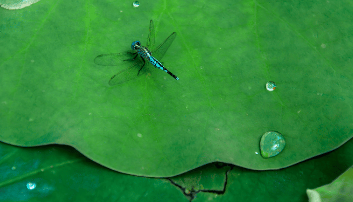 Insetos na Piscina