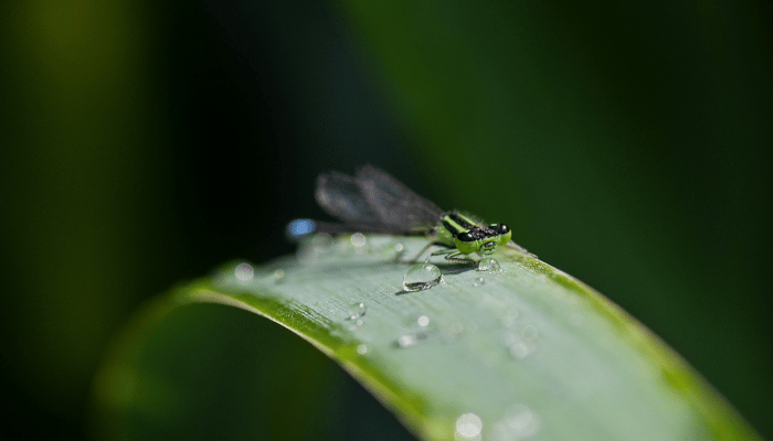 swimming pool insects