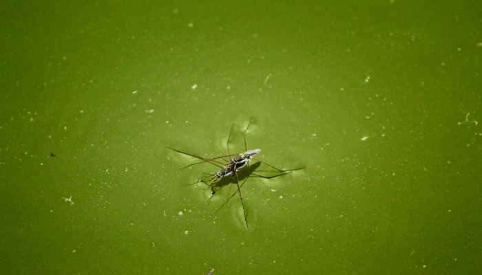 swimming pool insects
