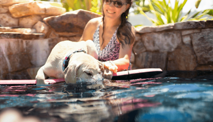 Segurança na Piscina para Cães