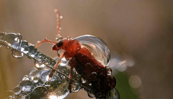 swimming pool insects