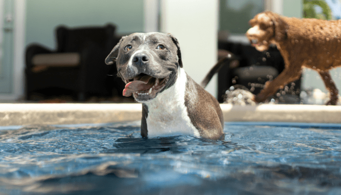 pool safety for dogs