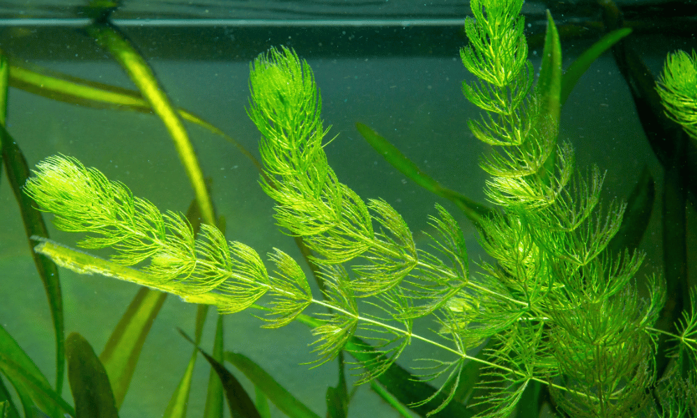 Plantas Oxigenadoras para Lagos – Hornwort (Ceratophyllum demersum)