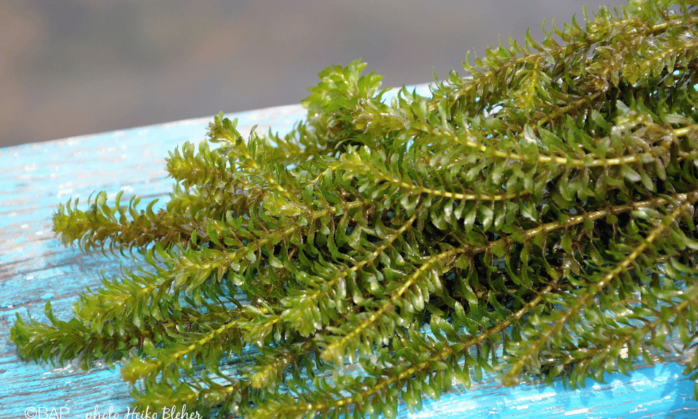 Plantas Oxigenadoras para Lagos – Water Thyme (Hydrilla verticillata)