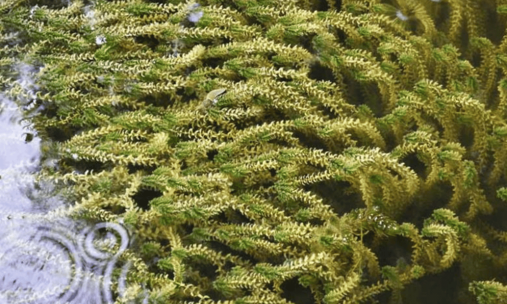 oxygen water plants – Elodea canadensis (Canadian Pondweed)