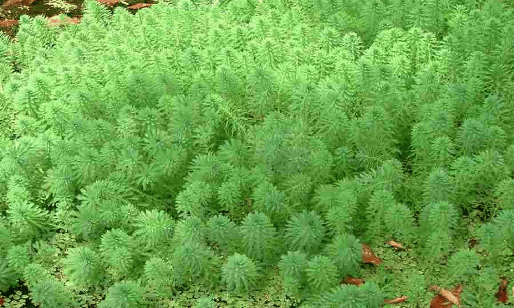 oxygen water plants – Water Milfoil (Myriophyllum aquaticum)