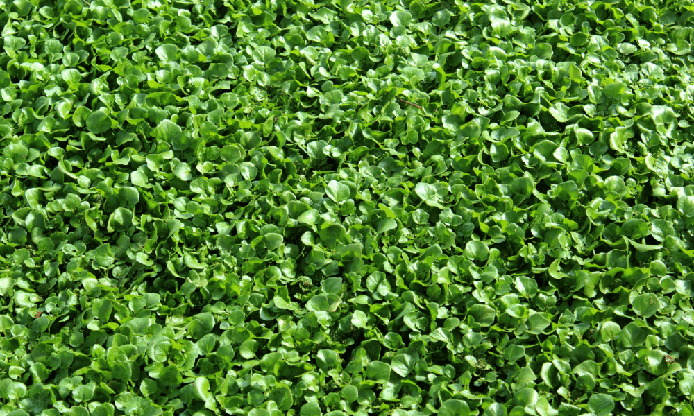 Plantas Aquáticas para Lagos