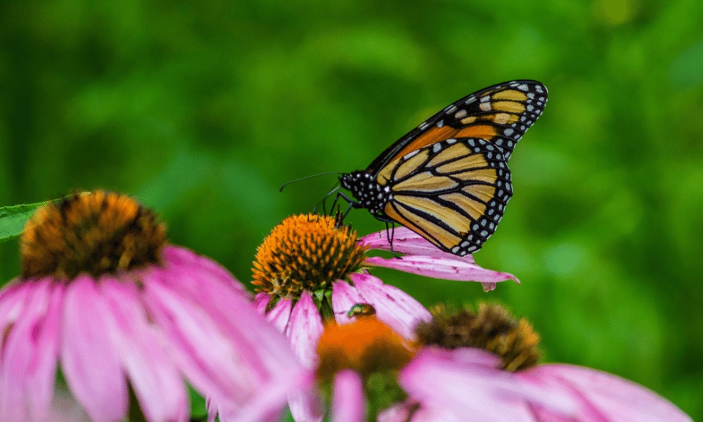 butterfly garden