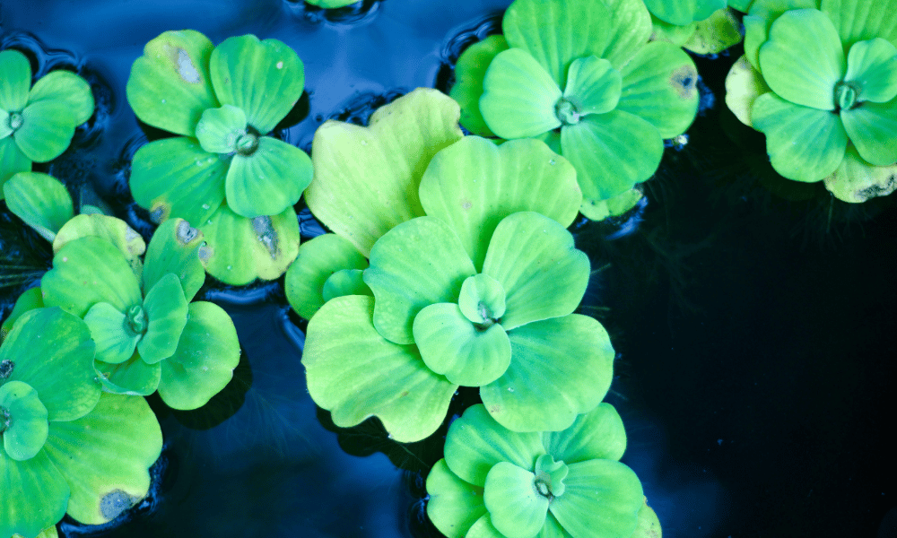 oxygenating plant for small pond