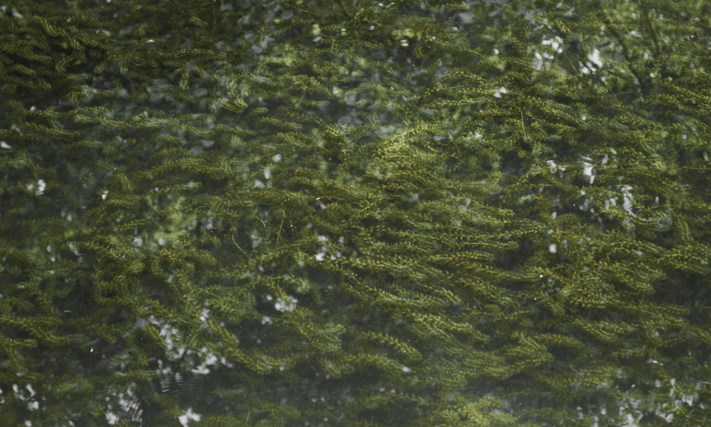 aquatic plants for ponds