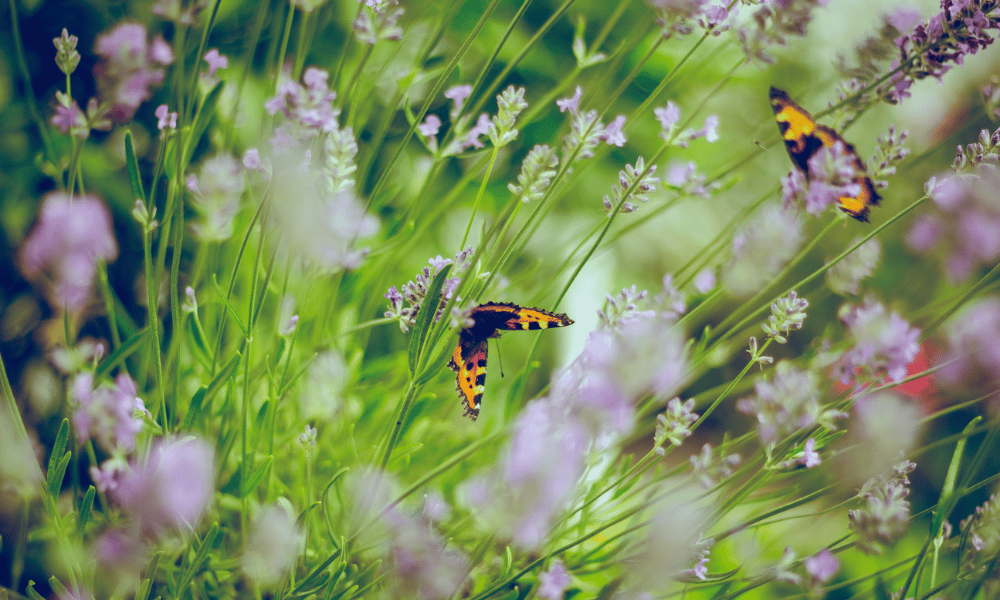 butterfly garden
