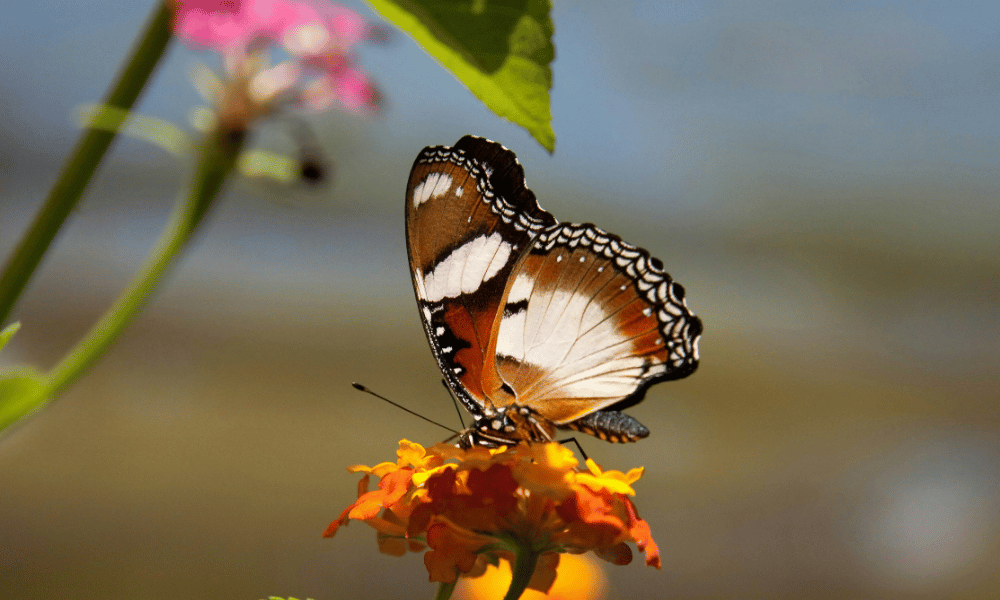 butterfly garden