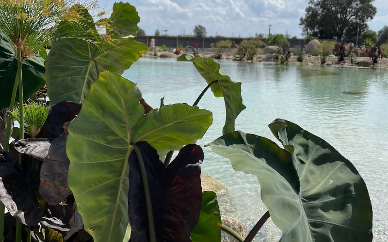 softscapes next to a natural pool