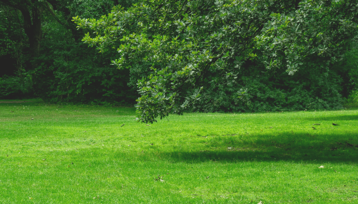 how to make a good lawn