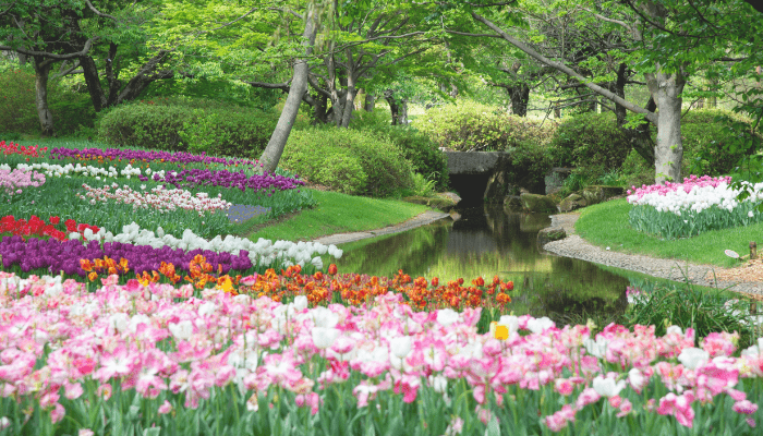 Flower Gardening for Beginners