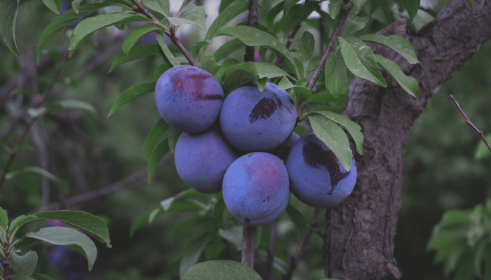 Jardinagem de Frutas para Iniciantes
