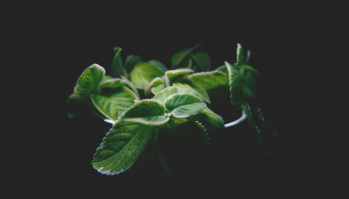 gardening in the shade