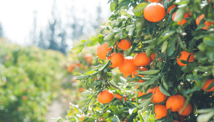 Jardinagem de Frutas para Iniciantes