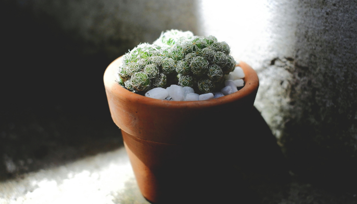 jardinagem na sombra