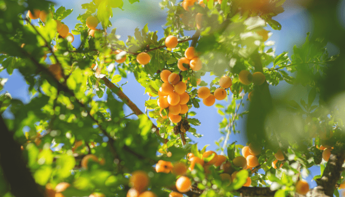 Jardinagem de Frutas para Iniciantes