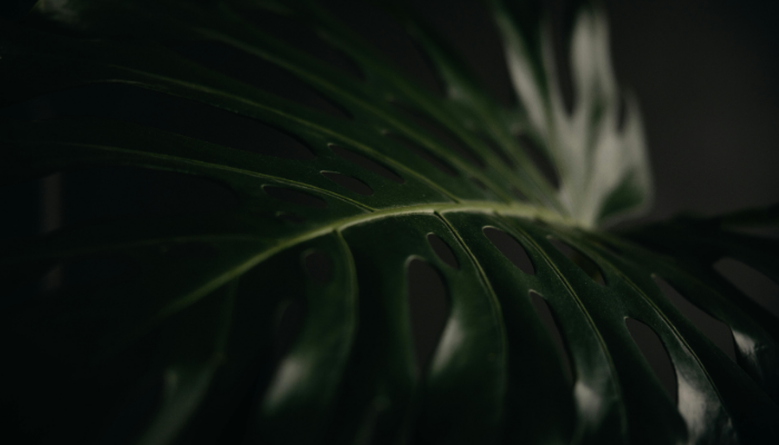 gardening in the shade