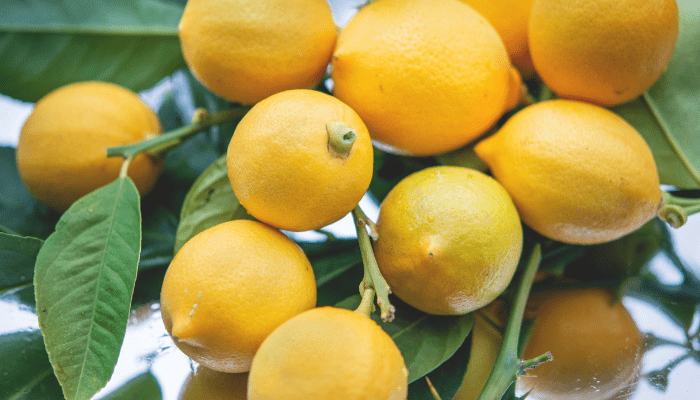 fruit gardening for beginners