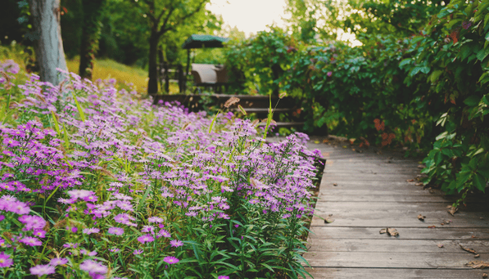 Flower Gardening for Beginners