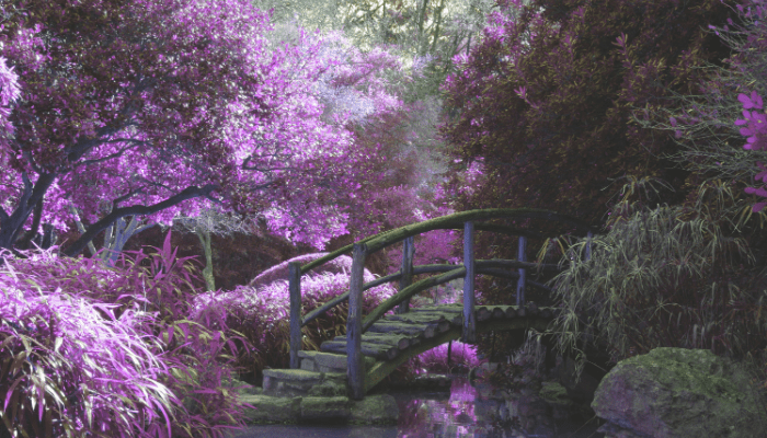 renovação de jardim