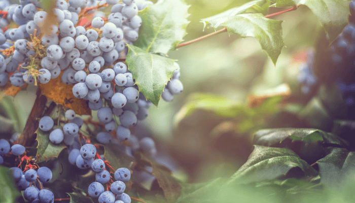 fruit gardening for beginners