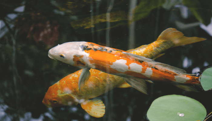 Lago de Jardim com Peixes