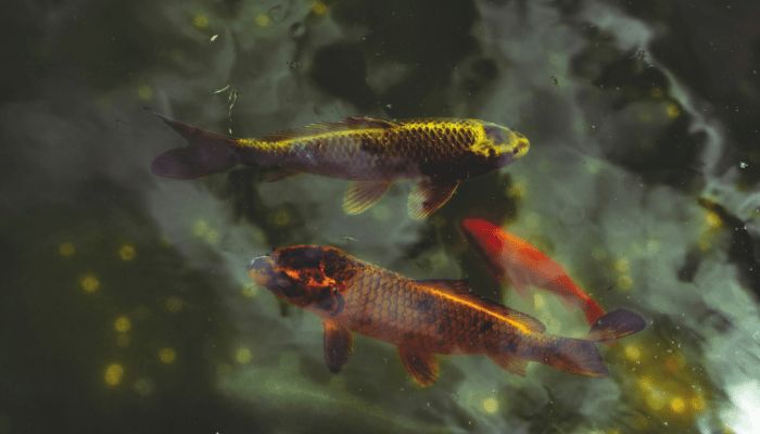 Lago de Jardim com Peixes