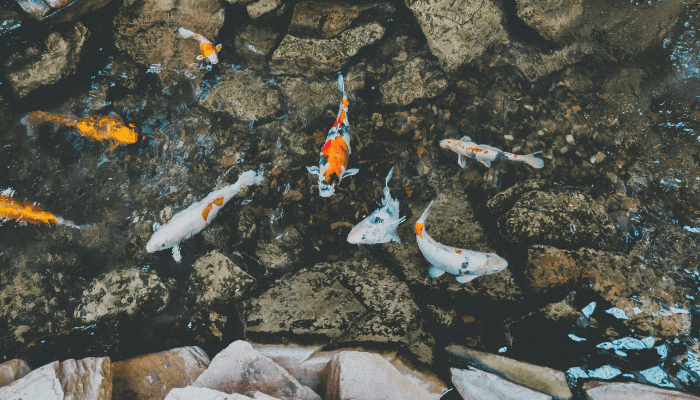 Lago de Jardim com Peixes
