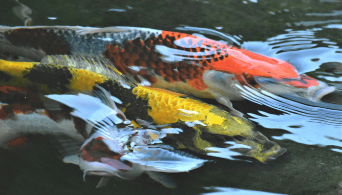 garden ponds with fish