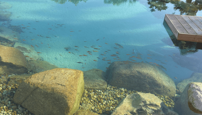 organic pools in portugal