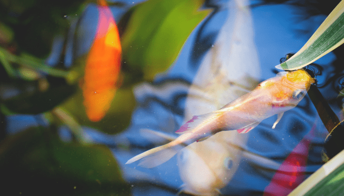 garden ponds with fish