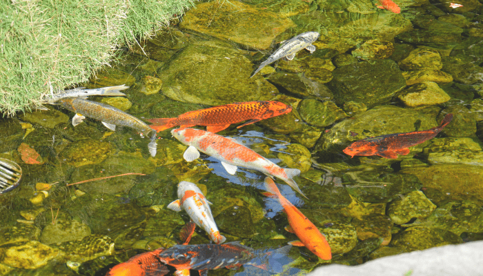 garden ponds with fish